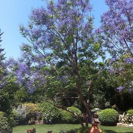 Emel * Guzelcamlı